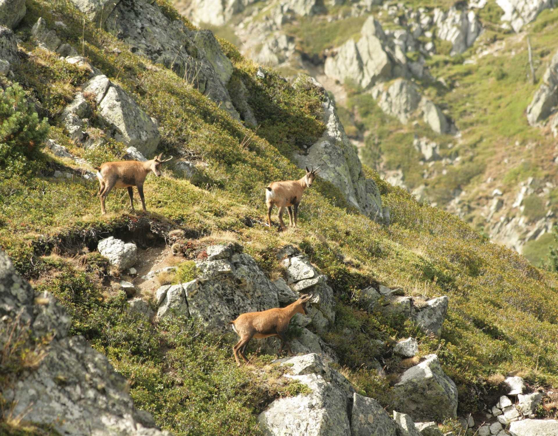 Naturaleza y fauna del Pirineo